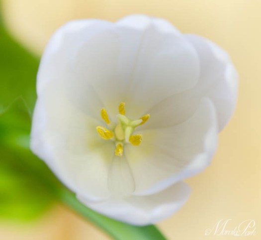 Maralee_Park_130307_43758-Edit