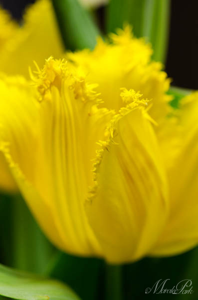 Maralee_Park_130307_43778-Edit