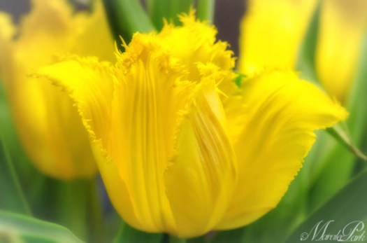 Maralee_Park_130307_43789-Edit