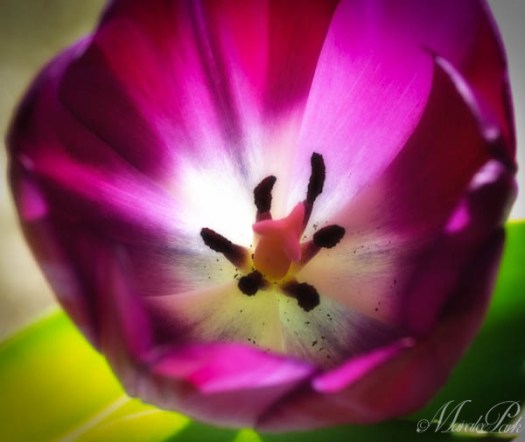 Maralee_Park_130309_43850-Edit