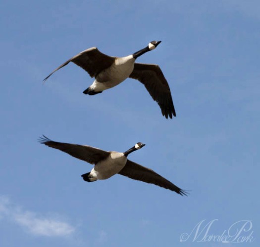 Maralee_Park_130310_43854-Edit