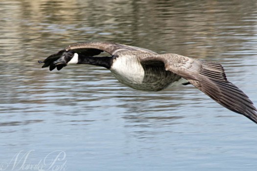 Maralee_Park_130310_43870-Edit