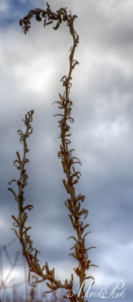 Maralee_Park_130310_43896_5_4