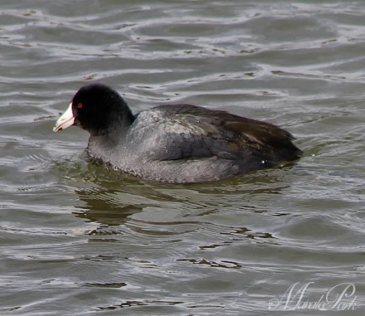 Maralee_Park_130310_43904-Edit