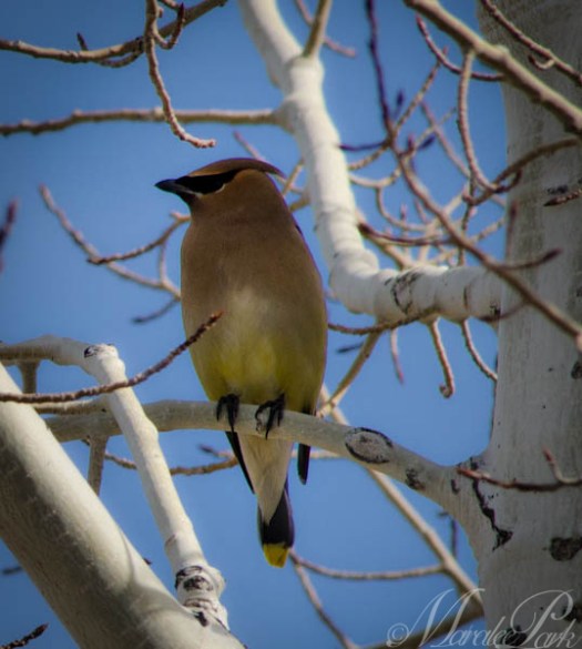 Maralee_Park_130315_43912-Edit