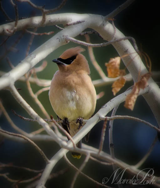 Maralee_Park_130315_43918-Edit