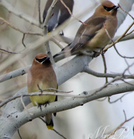 Maralee_Park_130315_43942-Edit