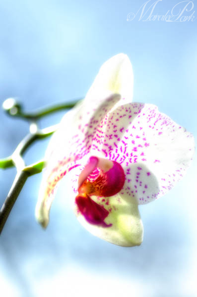 Maralee_Park_130316_43962_1_0