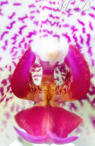 Maralee_Park_130316_43966-Edit