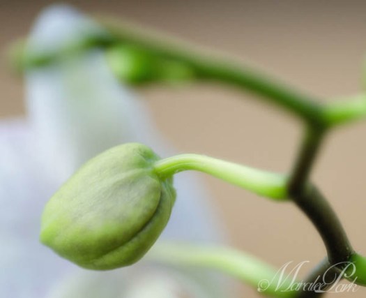 Maralee_Park_130316_43979-Edit