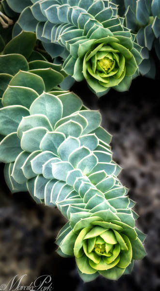 Maralee_Park_130316_43989_8_7-Edit