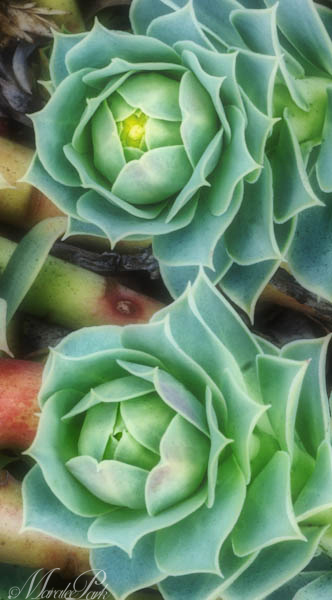 Maralee_Park_130316_44015-Edit