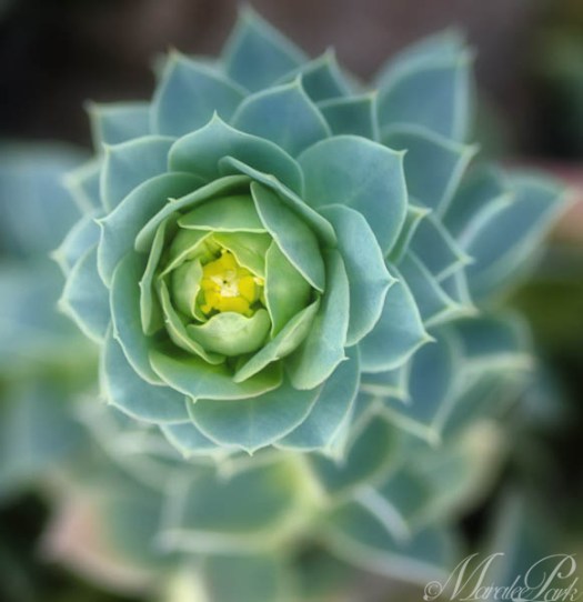 Maralee_Park_130316_44025-Edit