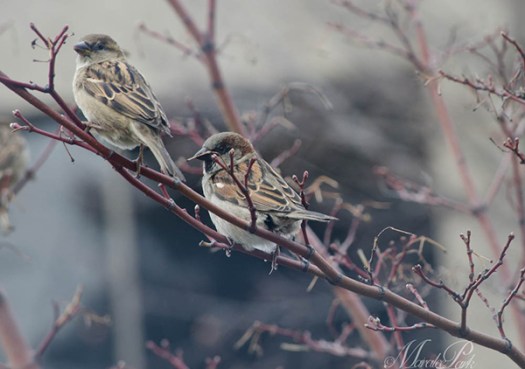 Maralee_Park_130318_44097-Edit