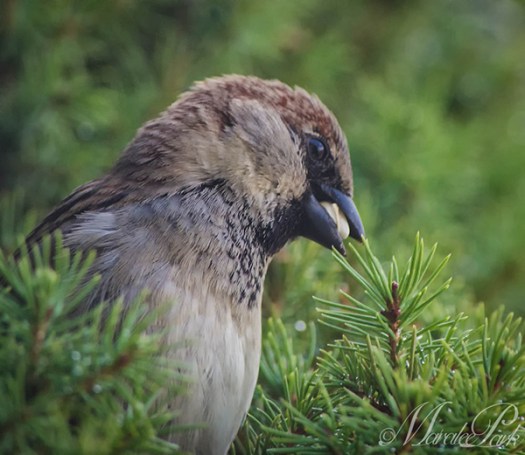 Maralee_Park_130320_44140-Edit