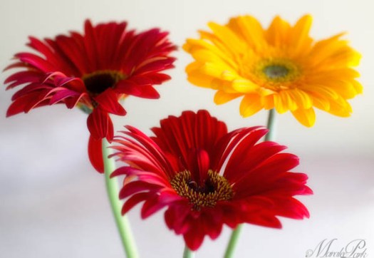 Maralee_Park_130322_44258-Edit