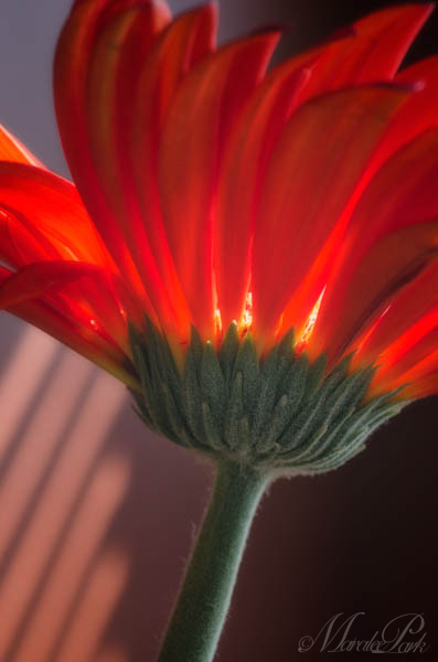 I tried to get the flower to parallel the light coming from the window
