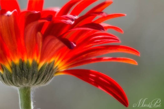 Maralee_Park_130322_44318-Edit-2