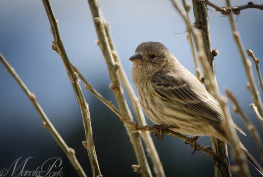 Maralee_Park_130322_44366-Edit