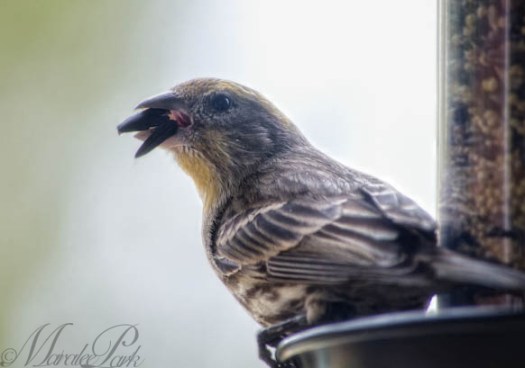 Maralee_Park_130323_44505-Edit