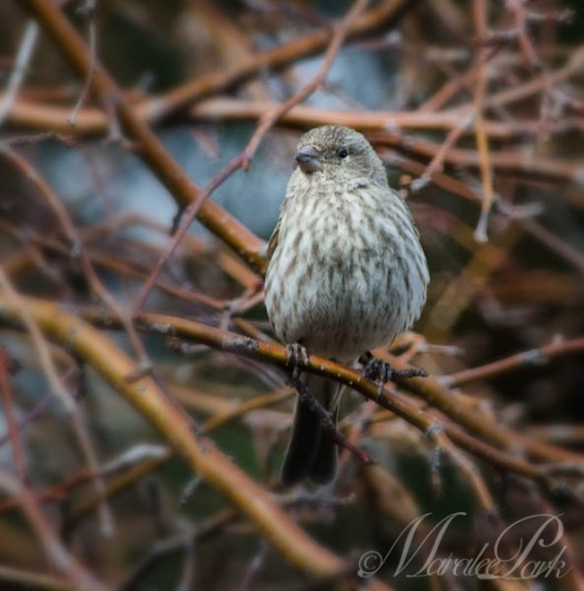 Maralee_Park_130323_44516-Edit