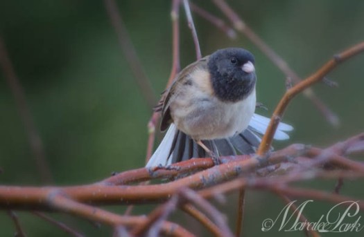 Maralee_Park_130323_44534-Edit