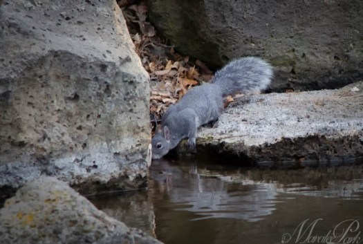 Maralee_Park_130325_44612-Edit