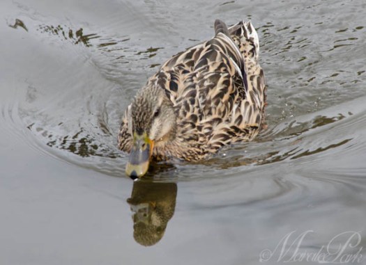 Maralee_Park_130325_44620-Edit