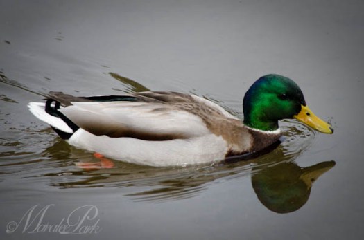 Maralee_Park_130325_44659-Edit