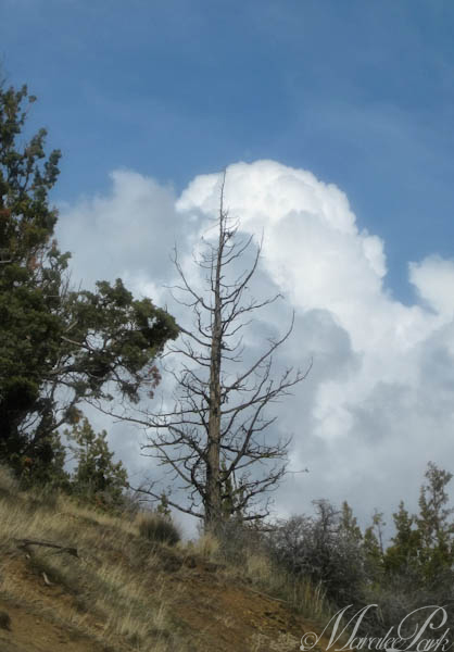 Maralee_Park_130328_44718