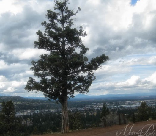 Maralee_Park_130328_44723-Edit-Edit