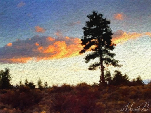 While out for our walk around sunset, the clouds had a wonderful glow.