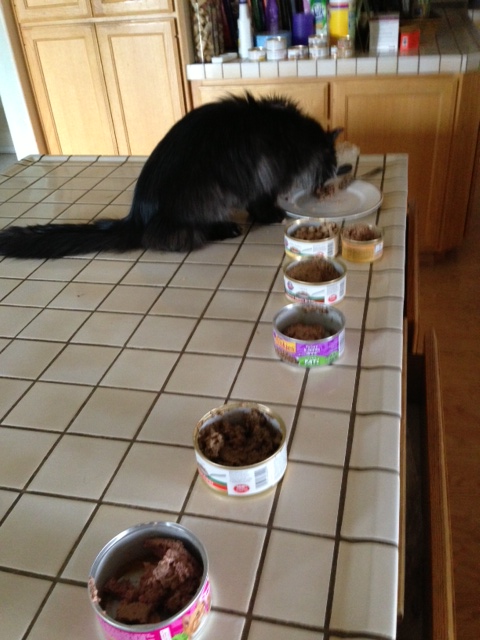 Kitty Smorgasbord