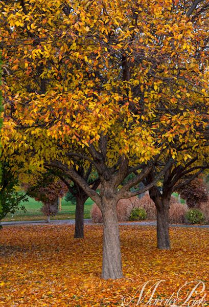 Maralee_Park_101105_09515-Edit