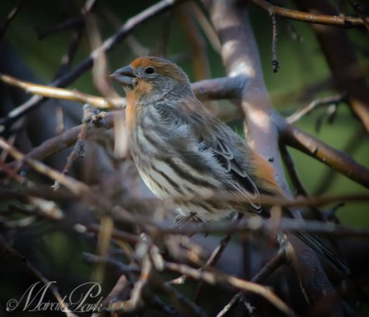 Maralee_Park_130330_44738-Edit