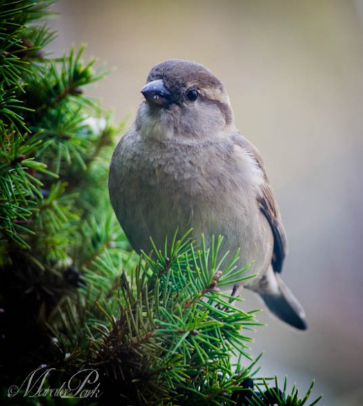 Maralee_Park_130402_44935