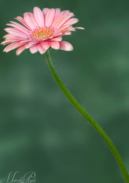 Maralee_Park_130413_45602-Edit