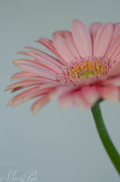 Aperture at at f3.5 and shutter speed at 1/100