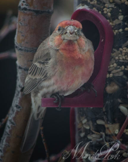 Maralee_Park_130415_45697-Edit