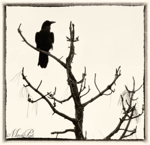 Maralee_Park_130420_45850-Edit-Edit