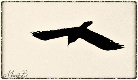 Maralee_Park_130420_45853-Edit-Edit