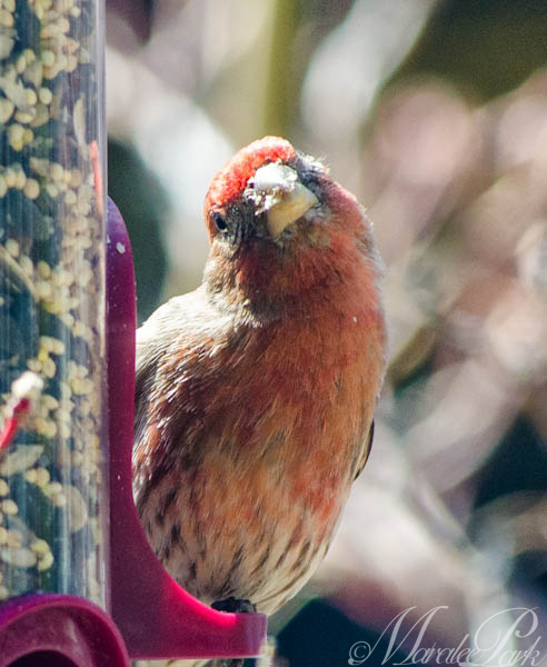 Maralee_Park_130422_45999-Edit