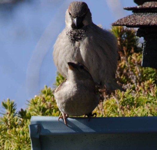 Maralee_Park_130422_46025