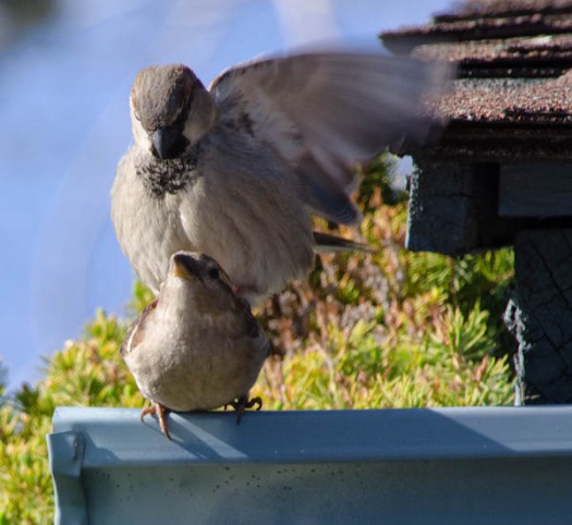 Maralee_Park_130422_46026-Edit