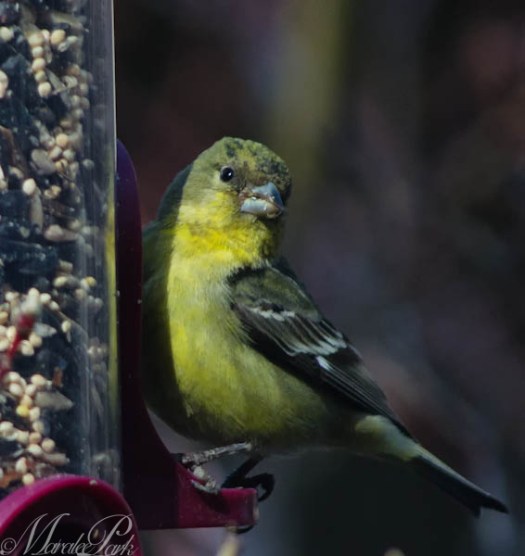 Maralee_Park_130422_46066-Edit