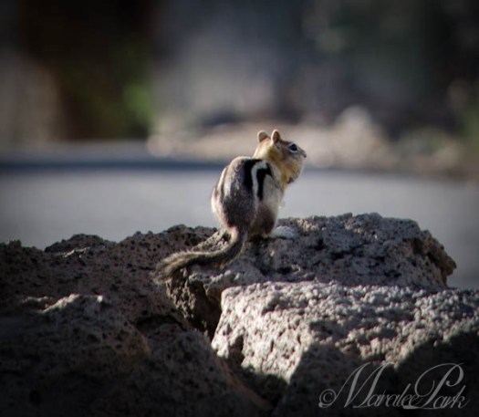 Maralee_Park_130423_46118-Edit