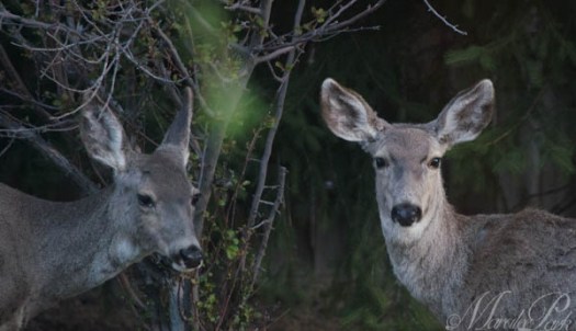 Maralee_Park_130425_46205-Edit