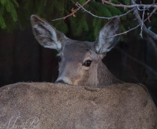 Maralee_Park_130425_46211-Edit