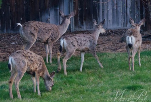 Maralee_Park_130425_46229-Edit