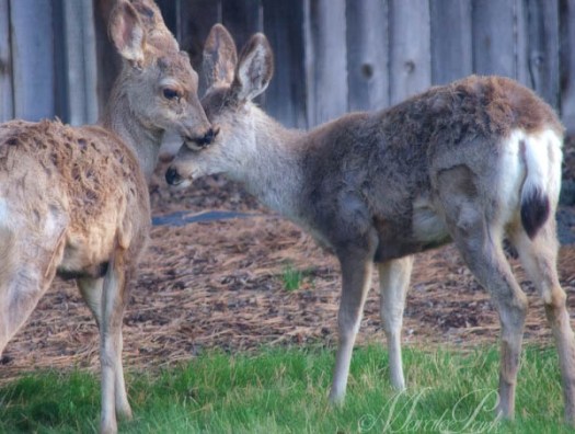 Maralee_Park_130425_46234-Edit